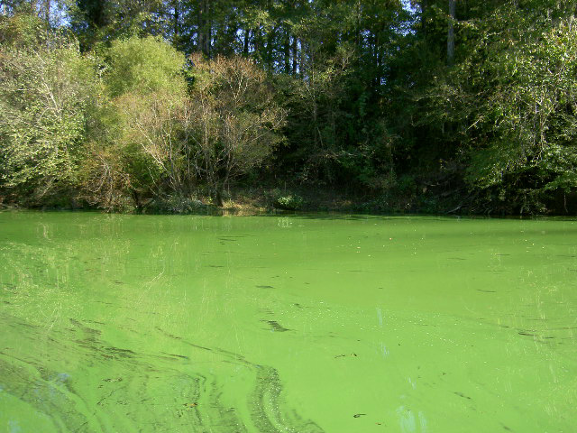 A cyanobacterial bloom in Pamlico River, N.C. (Hans W. Paerl/University of North Carolina)